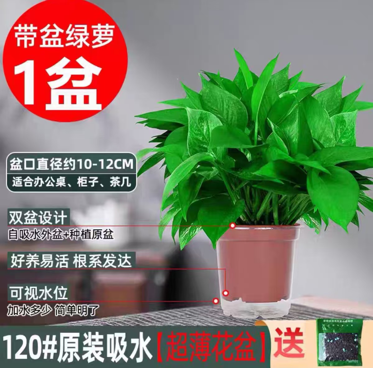 绿萝 原盆吸水 120
